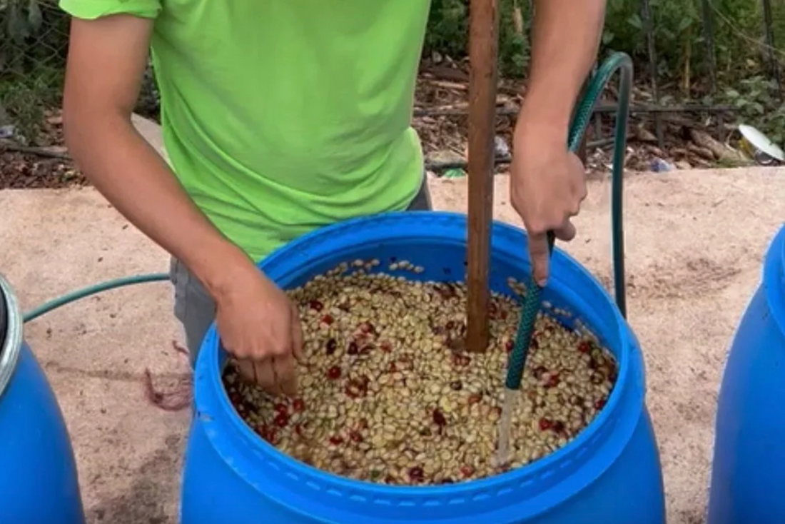 Coffee Processing Methods Explained | Processology Guide - De La Finca Coffee Importers