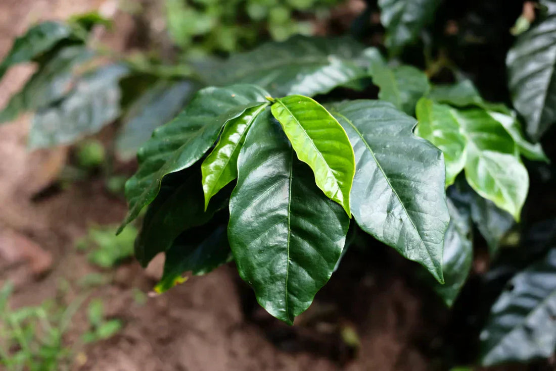Caturra Coffee Varietal Explained -  De La Finca Coffee Importers