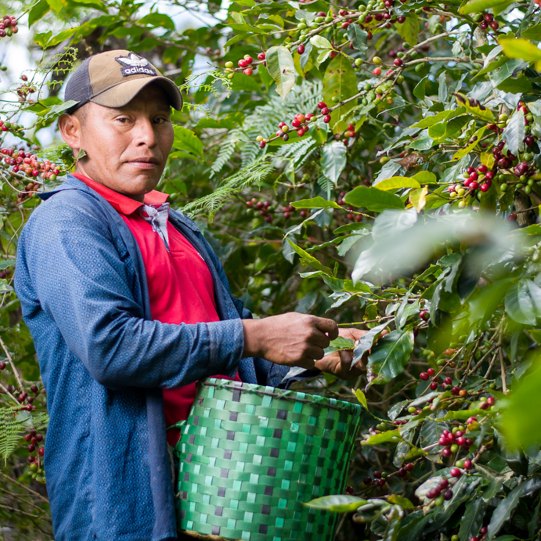 Coffee Certifications Explained A Guide for Roasters - De La Finca Coffee Importers