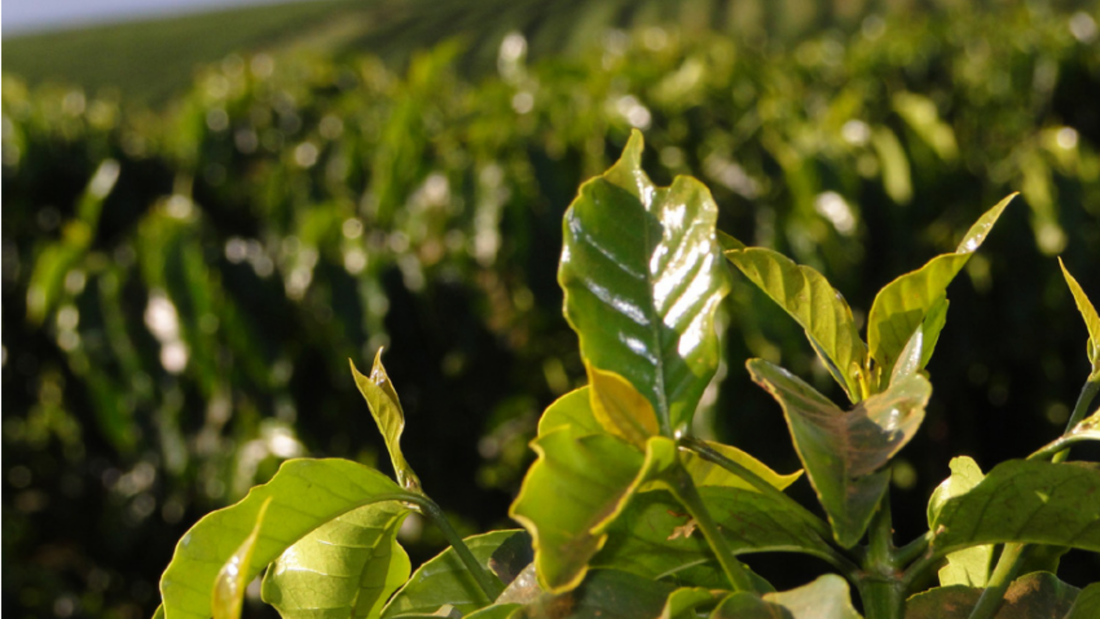 The Environmental Impact of Coffee and Sustainability Efforts - De La Finca Coffee Importers
