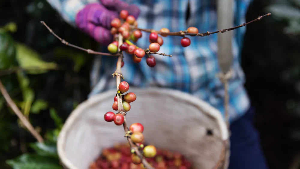 Climate Change and Coffee: How Farmers Are Adapting - De La Finca Coffee Importers