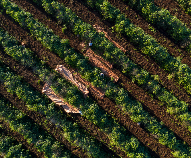Fazenda Corrego Dos Batistas - 17/18 Fine Cup - Chocolate | Brazil