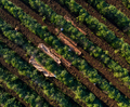 Fazenda Paraiso - 16 UP - Fruity | Brazil