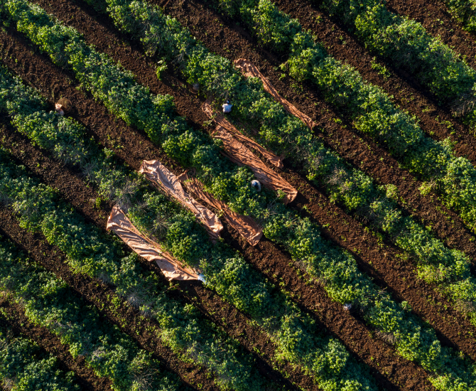 Fazenda Paraiso - 16 UP - Fruity | Brazil