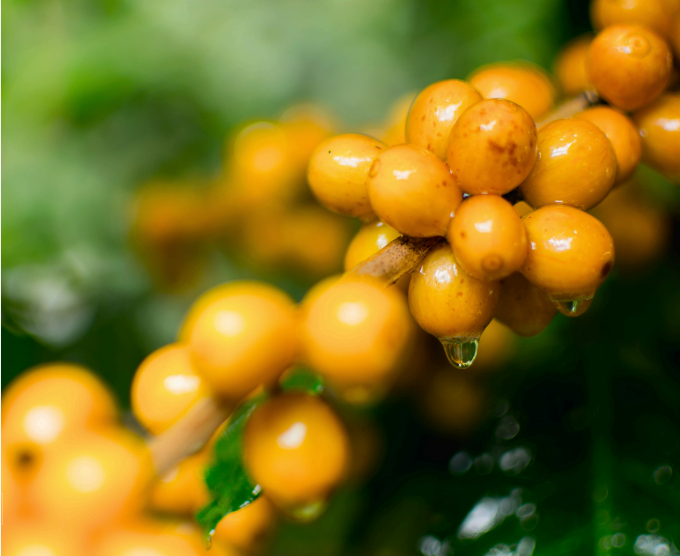 DLF Marcala Black Honey 30kg Sack | Honduras