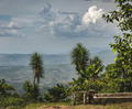 El Mirador | Washed Red Bourbon, Typica | Honduras