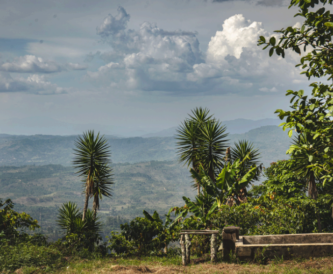 El Mirador | Washed Red Bourbon, Typica | Honduras