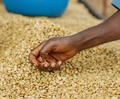 Washed Guji Grade 1 | Ethiopia