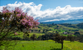 El Porvenir - Cauca Totoro  - Natural | Colombia