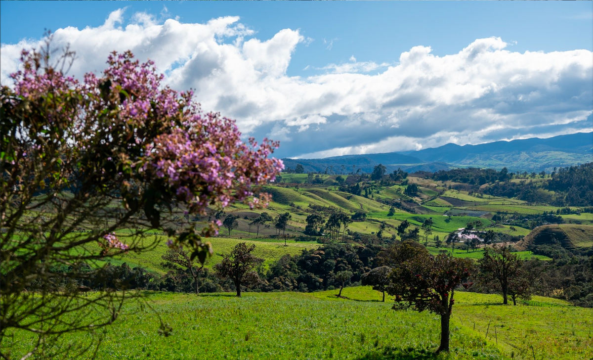 El Porvenir - Cauca Totoro  - Natural | Colombia