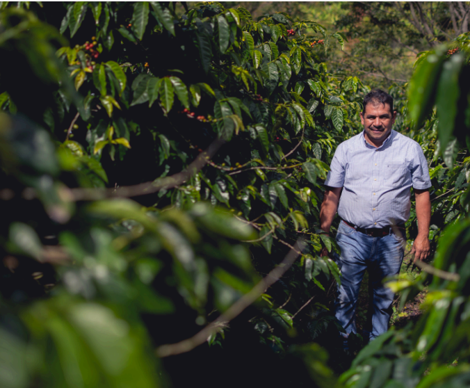 Las Botijas | Washed Pacamara| Honduras