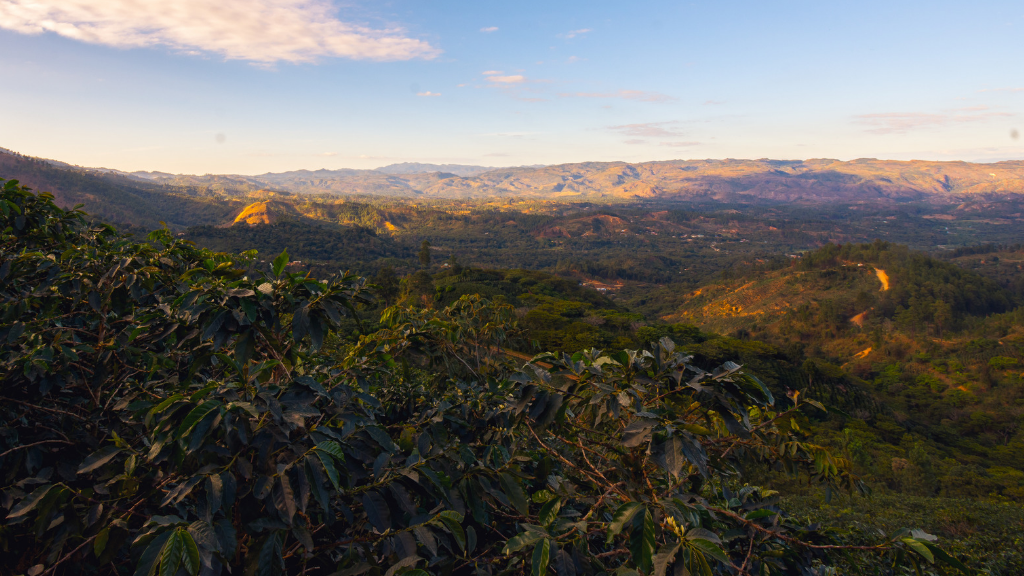 Finca Santa Lucia - Honduras - Coffee Farm - Green Coffee - De La Finca Coffee Importers 