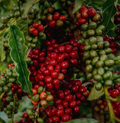 Washed Sidamo Grade 2 | Ethiopia