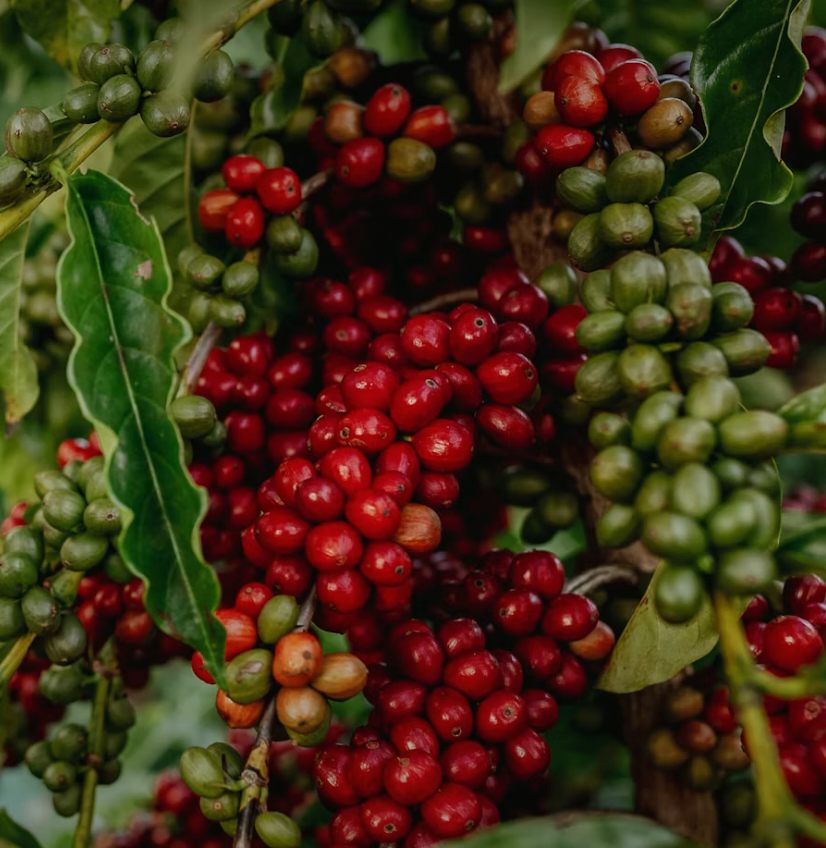 Washed Sidamo Grade 2 | Ethiopia