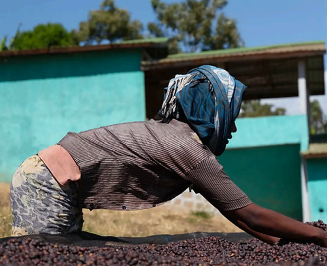Wush Wush Natural Grade 1 | Ethiopia
