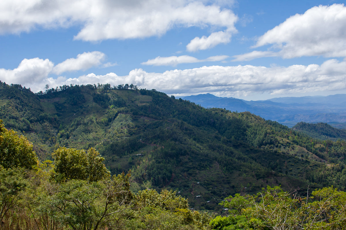 Finca La Esmeralda, Honduras