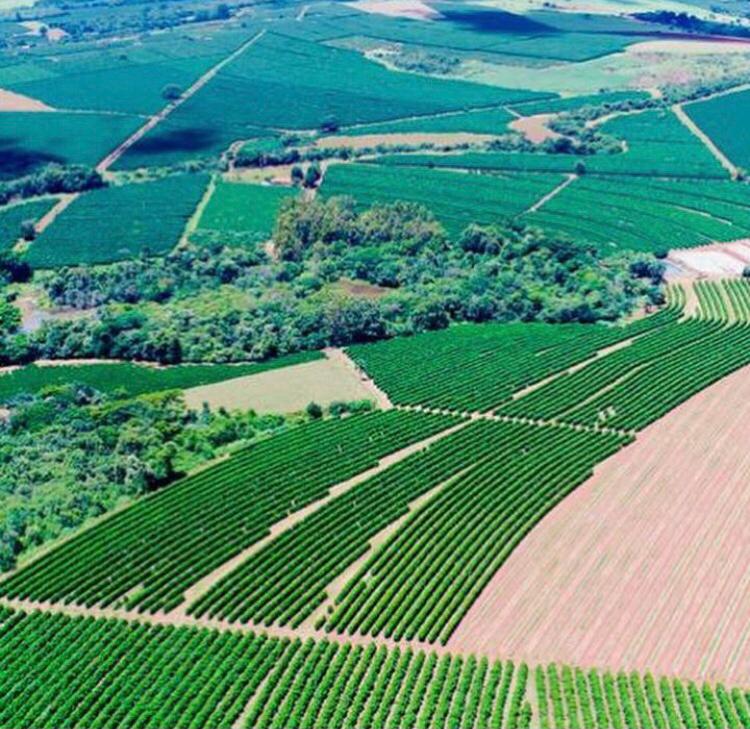 Coffee fields in Minas Gerais, Brazil