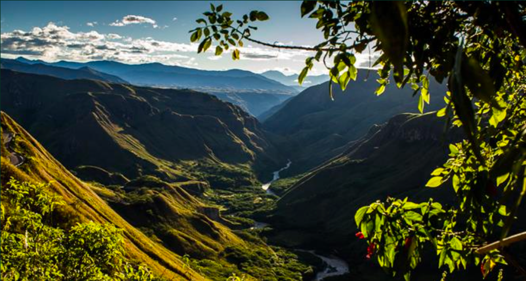 Coffee growing in the Andes of Nariño, Colombia
