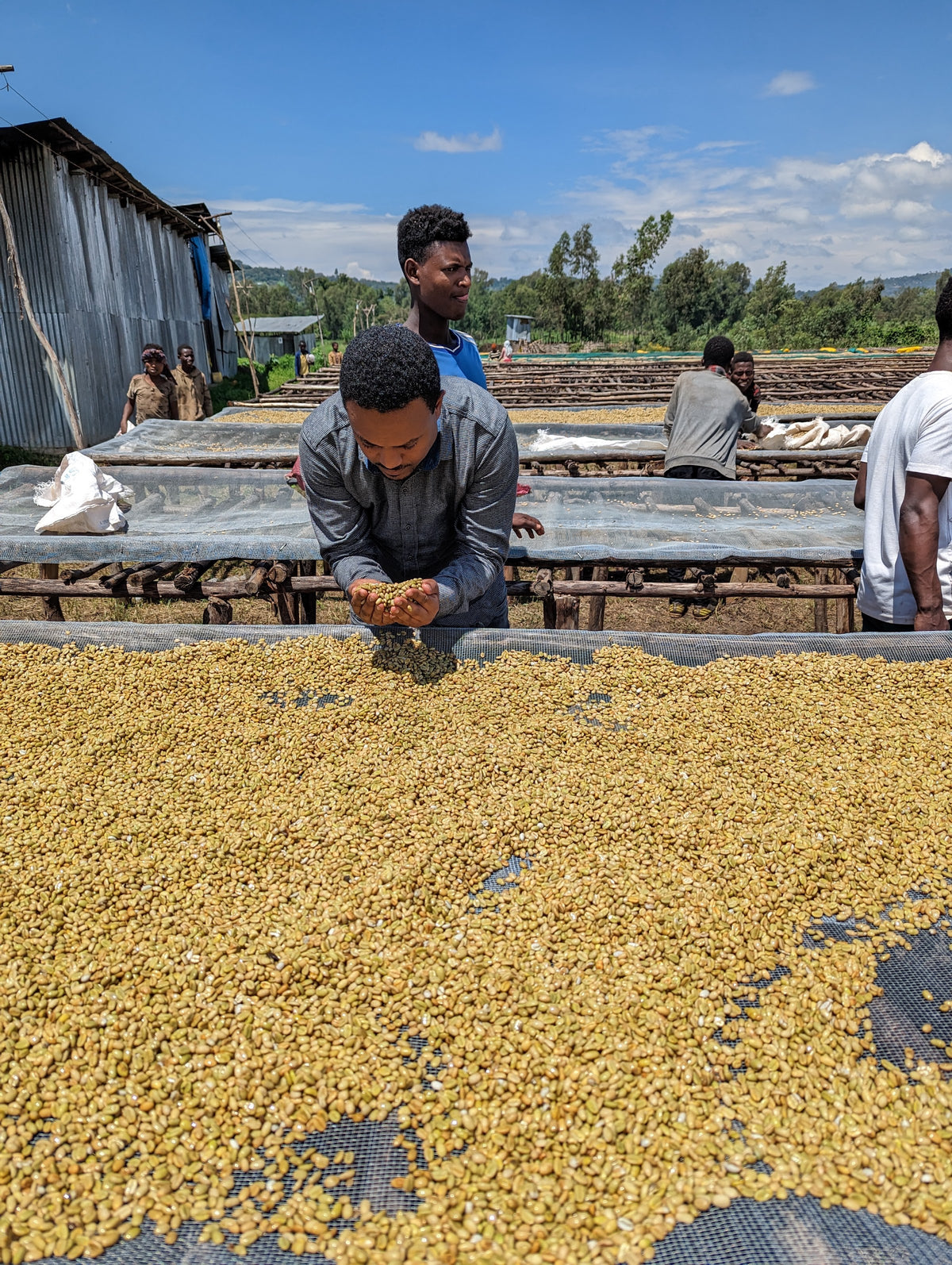 Coffee drying on raised beds in Guji, Ethiopia