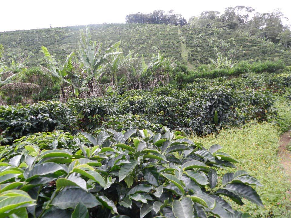 Coffee farm in San Marcos, Guatemala