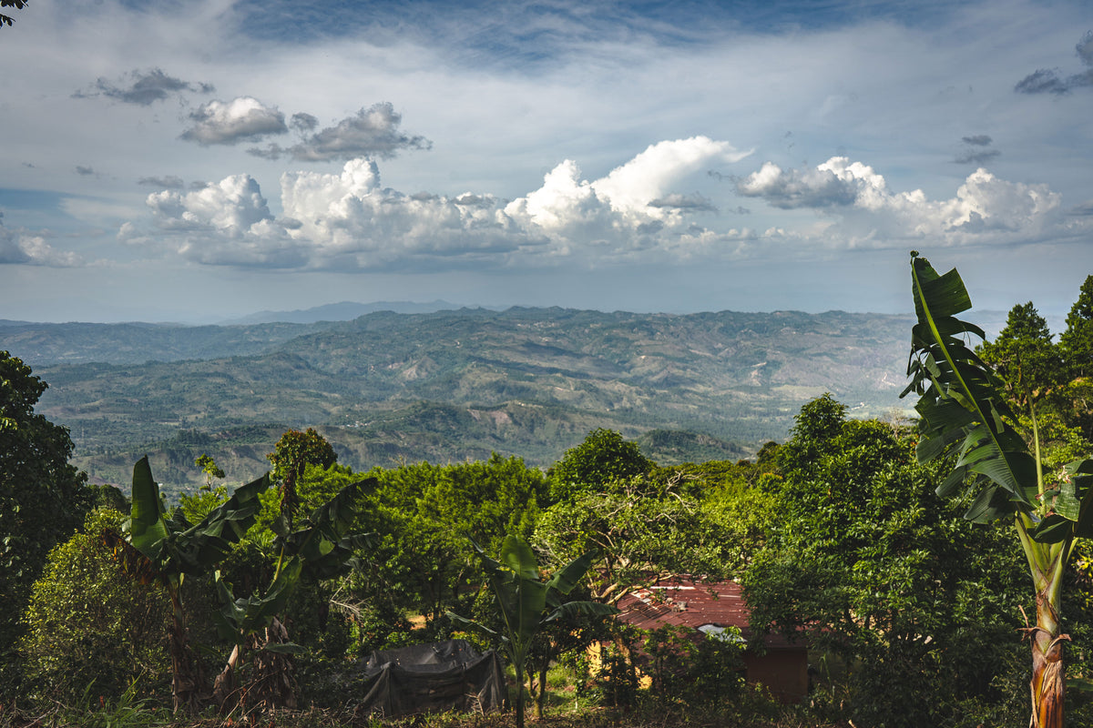 Finca El Mirador, Honduras